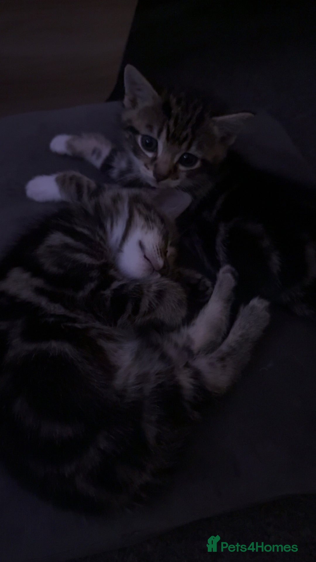 Mixed Breed cats for sale: Kittens - Image 10