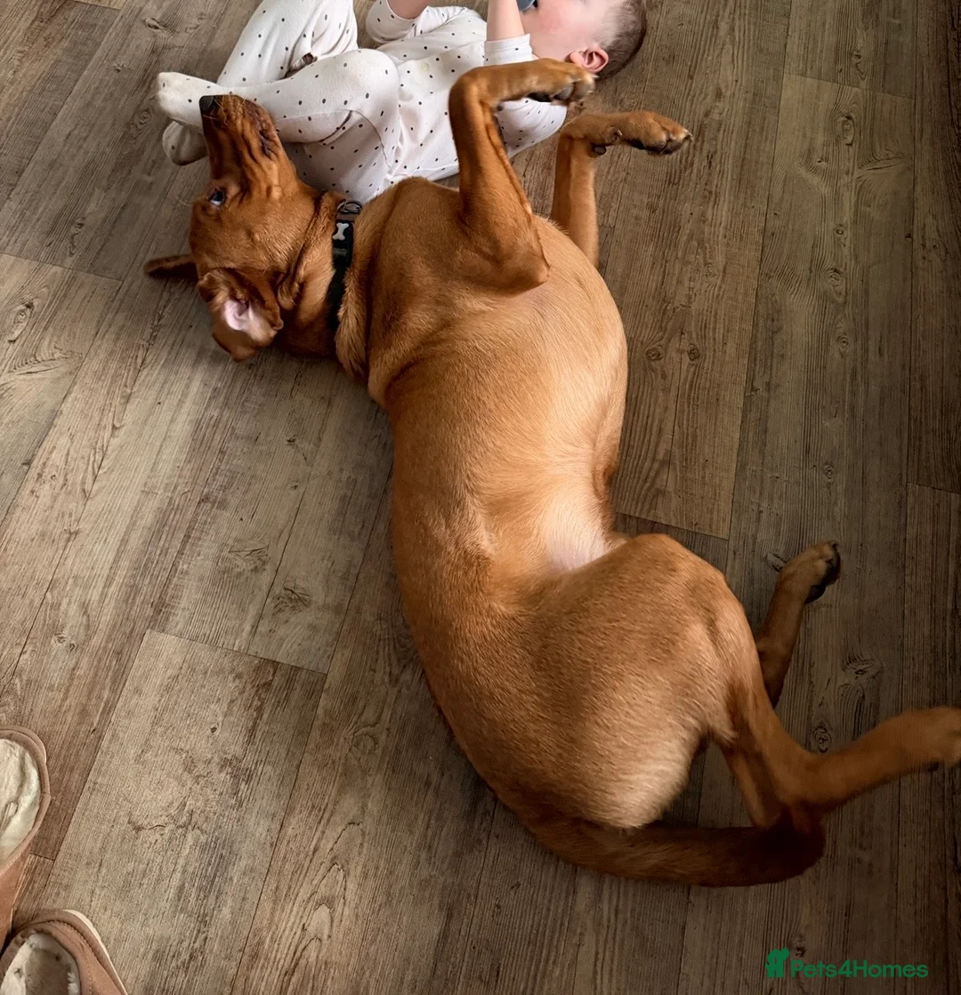 Labrador Retriever dogs for sale: Meet Buddy - Advert 2