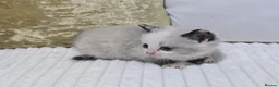 Domestic Shorthair cats for sale: Beautiful Litter of 8 Kittens –5 Females & 3 Males - Advert 30