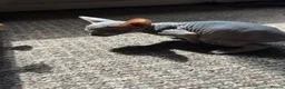 Sphynx cats for sale: 5 Canadian Sphynx kittens for sale - Advert 11