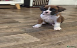 Boxer dogs for sale: Boxer Puppies  - Advert 2