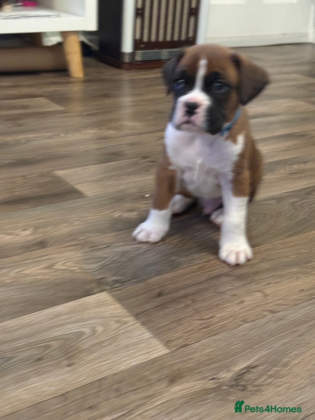 Boxer dogs for sale: Boxer Puppies  - Advert 2