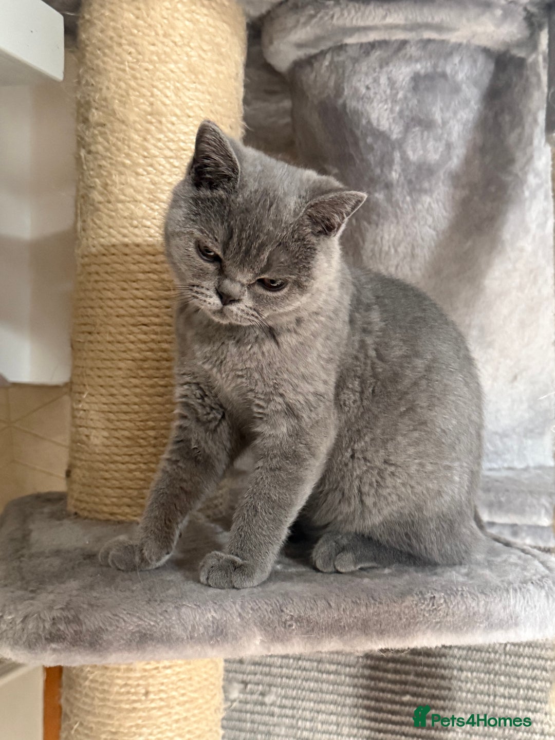 British Shorthair cats for sale: BSH READY TO GO! TICA REGISTERED 1 BOY LEFT in Gloucester - Image 16