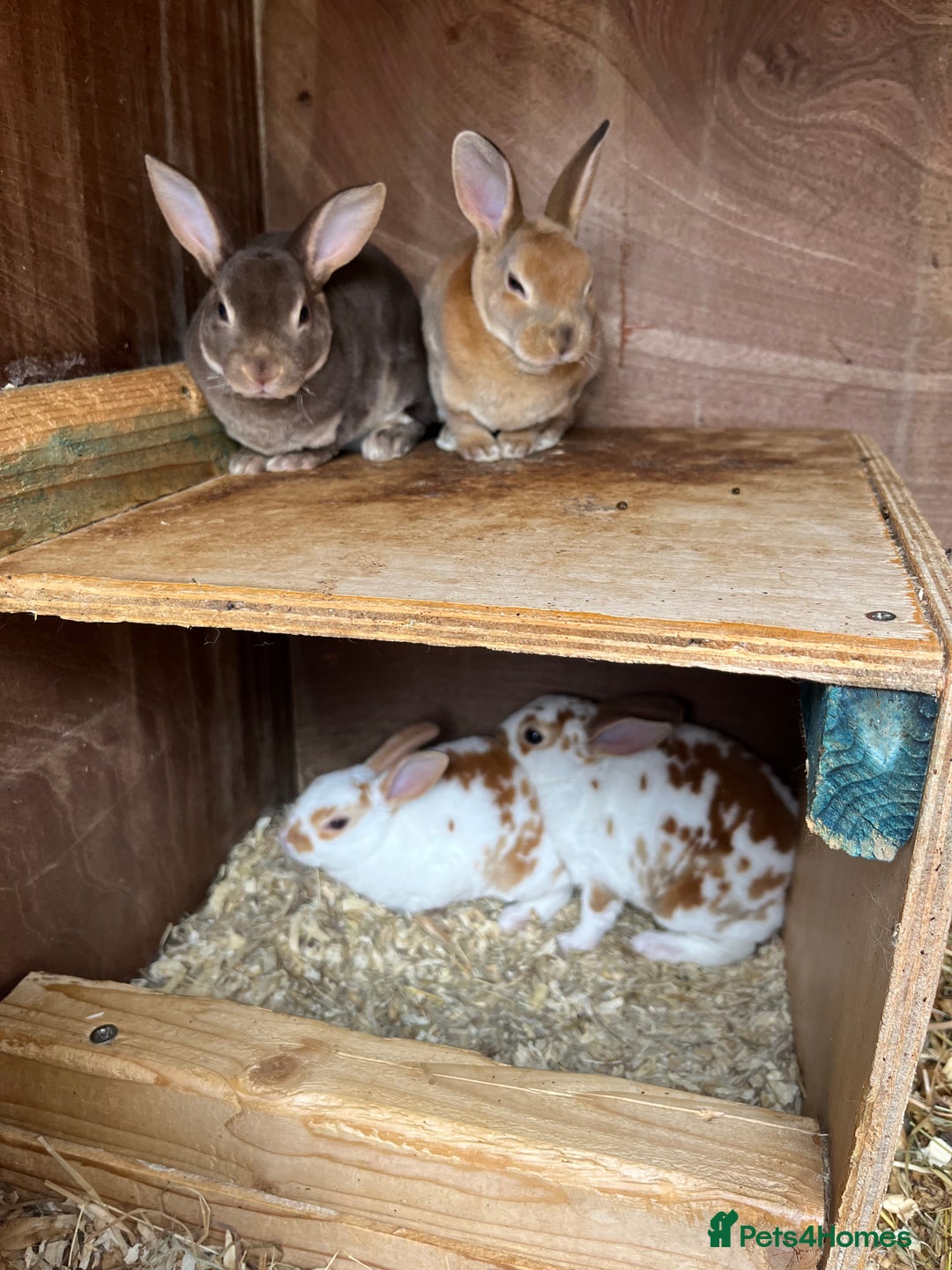 Rex rabbits for sale: Mini Rex bunnies looking for their new homes - Image 2