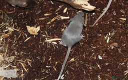 Mouse rodents for sale: Mixture of Fancy Mice For Sale  - Image 5