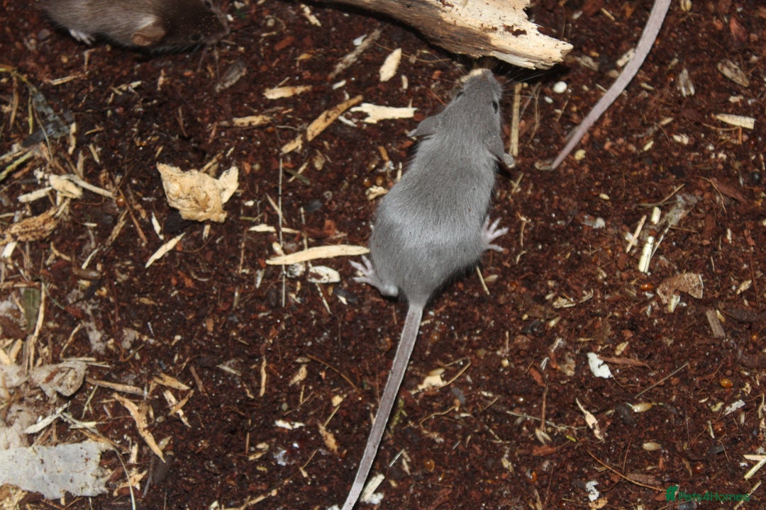 Mouse rodents for sale: Mixture of Fancy Mice For Sale  - Image 5