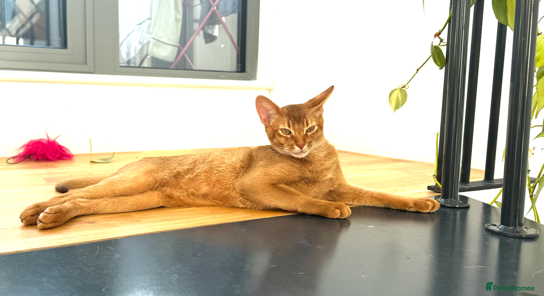 Abyssinian cats for sale: Sorrel Abyssinian, GCCF Reg, Champion Line - Image 7