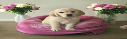 Golden Retriever dogs for sale:  only 1left Kc reg golden retriever puppies  - Advert 1