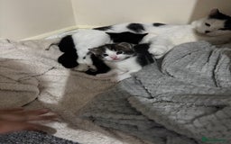 Mixed Breed cats for sale: *READY TO LEAVE* 2 female kittens  - Image 5