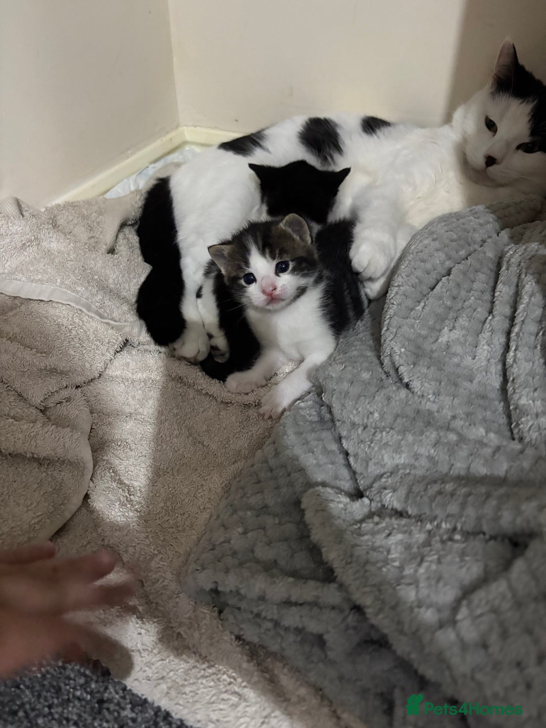 Mixed Breed cats for sale: *READY TO LEAVE* 2 female kittens  - Image 5