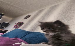 British Longhair cats for sale: 5 little kittens  - Advert 14