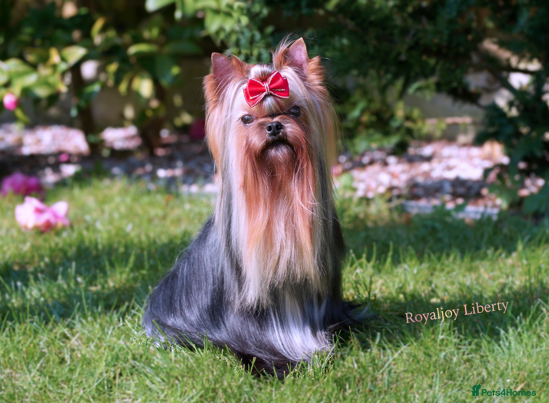 Yorkshire Terrier dogs Adorable tiny girl KC Reg 💕 - Advert 1