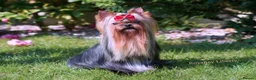 Yorkshire Terrier dogs for sale: Adorable tiny girl KC Reg 💕 - Advert 1