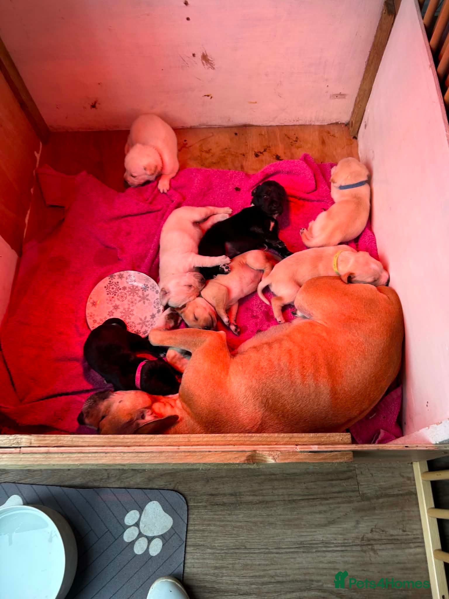 Mixed Breed dogs for sale: Staffydor  - Advert 1