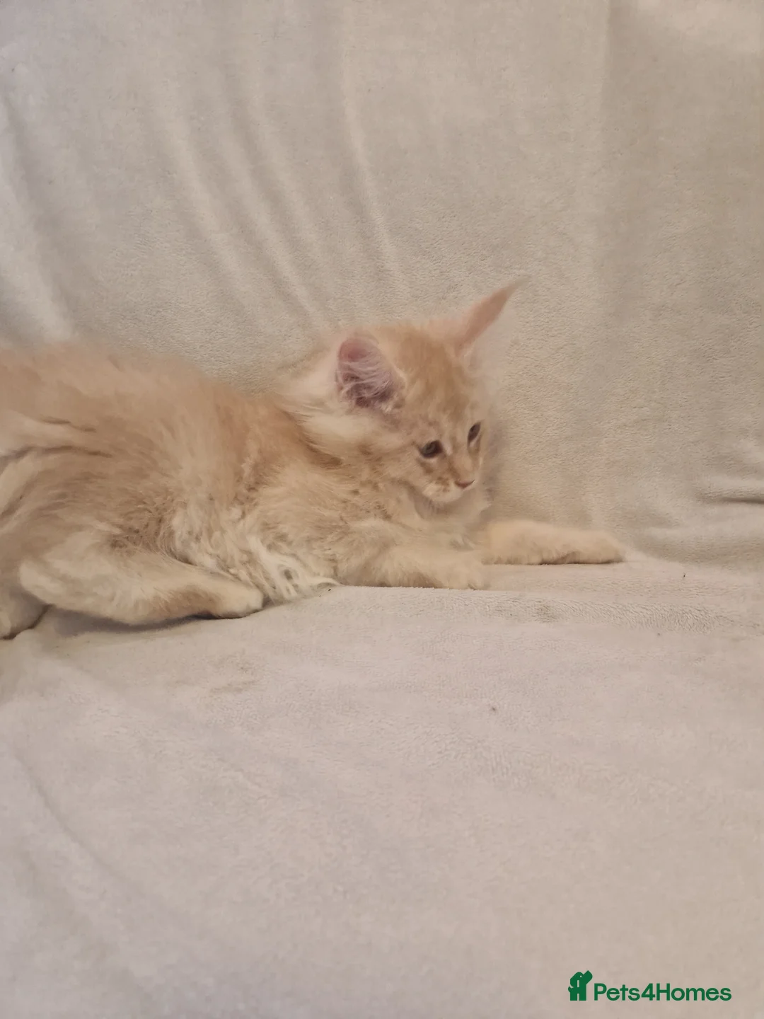 Maine Coon cats for sale: Maine Coon kittens - Advert 11