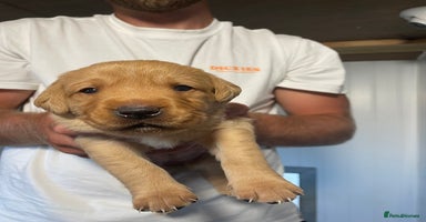 Labrador Retriever dogs - Advert 6