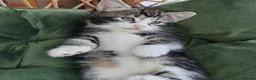 Mixed Breed cats for sale: Marble Bengal cross  - Advert 13