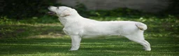 Labrador Retriever dogs for sale: Exceptional Stunning Labrador Puppies  in Wrexham - Advert 2