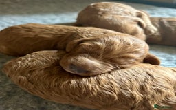 Cockapoo dogs for sale: Beautiful fox red cockapoo pups  - Image 12