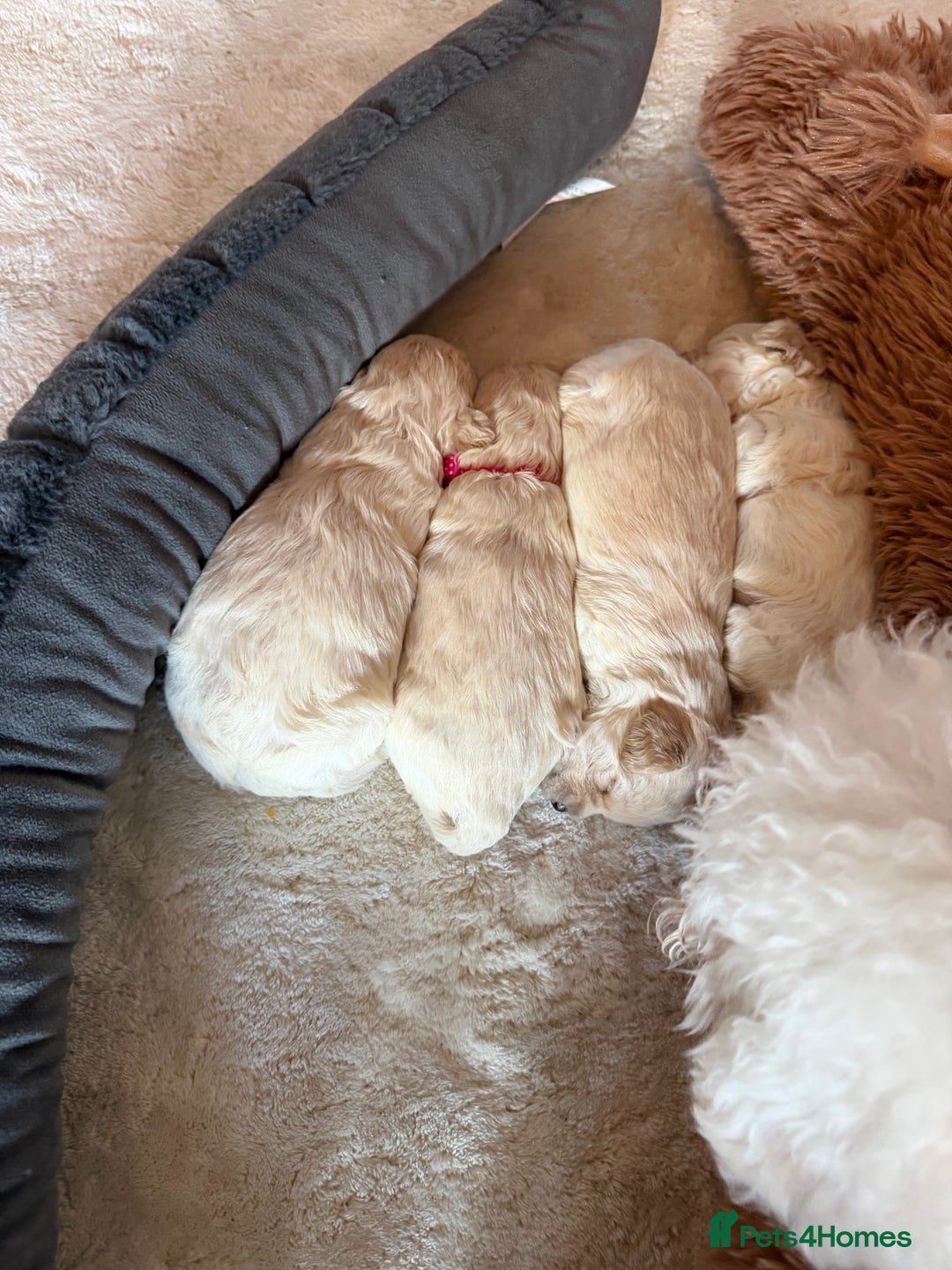Maltipoo dogs for sale: Maltipoos puppies  - Advert 1