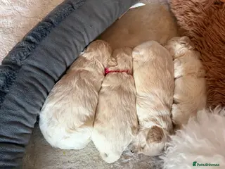 Maltipoo dogs Maltipoos puppies - Advert 6