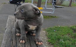 Staffordshire Bull Terrier dogs for sale: Stunning blue Staffordshire Bull terror puppy - Image 9