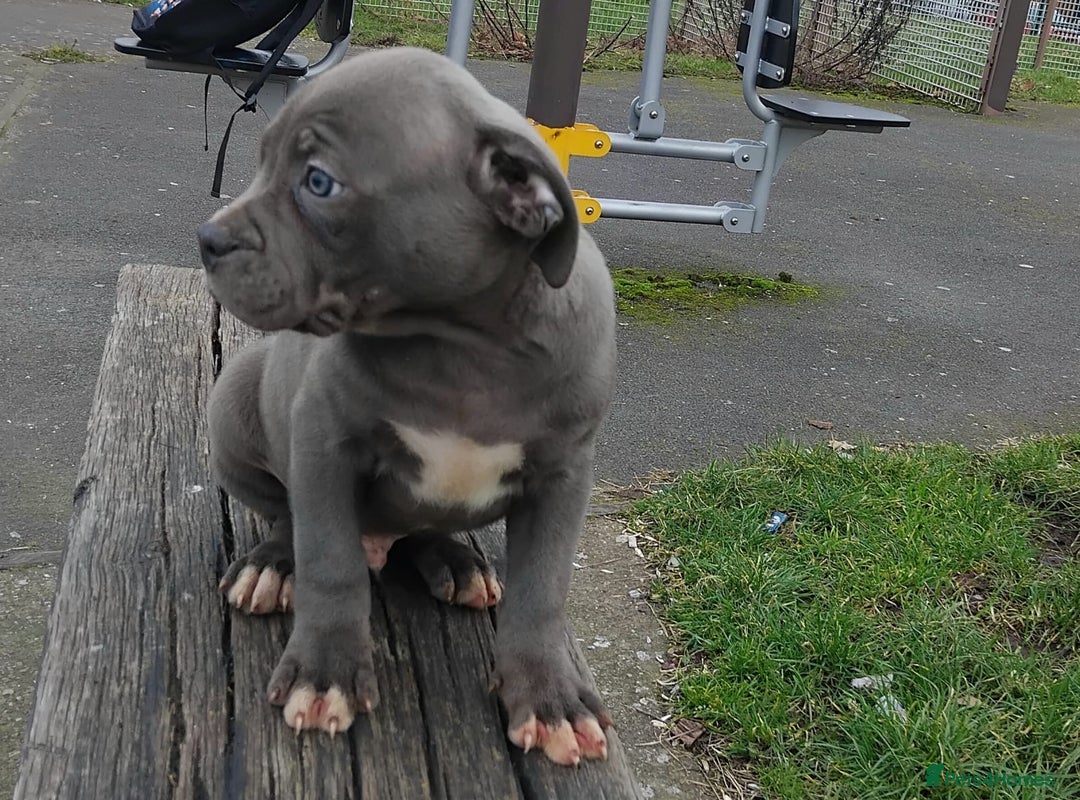 Staffordshire Bull Terrier dogs for sale: Stunning blue Staffordshire Bull terror puppy - Image 9