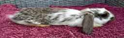 Mini Lop rabbits for sale: Cute French x Mini Lop Ready to Go!!! - Advert 6