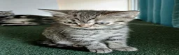 Mixed Breed cats for sale: Bsh X Scotish straight kitten- boy. - Advert 6