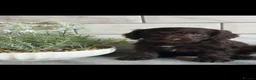 Cockapoo dogs for sale: Ready now f1 Cockerpoos  - Advert 8
