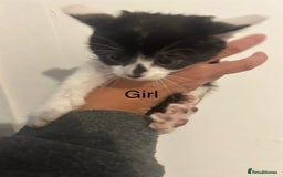 Mixed Breed cats for sale: 6 adorable kittens with different prints - Image 6