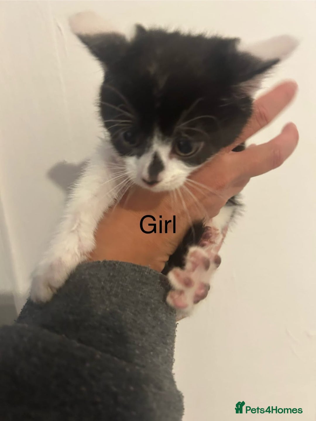 Mixed Breed cats for sale: 6 adorable kittens with different prints - Image 6