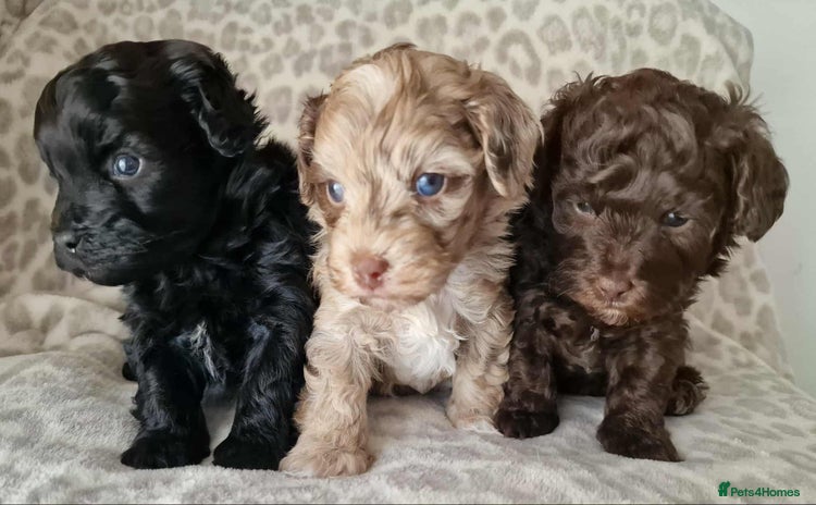Toy Poodle dogs - Advert 3