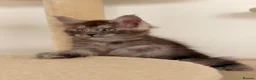 Maine Coon cats for sale: MaineCoon World Champion Bloodlines/London  - Advert 10
