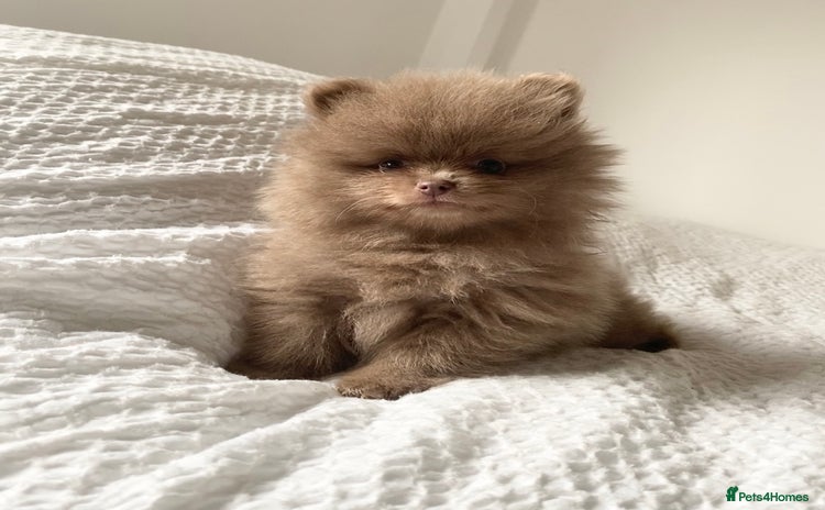 Pomeranian dogs - Advert 4