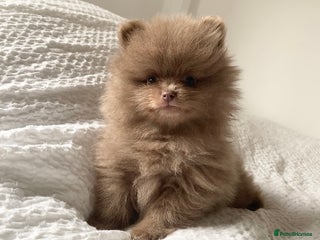 Pomeranian dogs - Advert 2