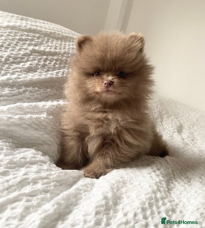 Pomeranian dogs - Advert 2