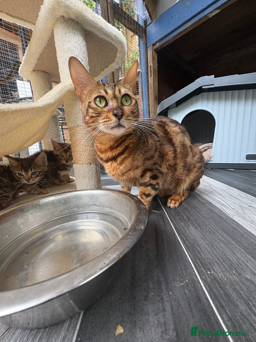 Bengal cats for sale: Bengal kittens pedigreed and Registered - Advert 18