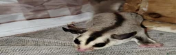 Sugar Glider rodents for sale: Lonely male sugar glider joey looking for a friend - Advert 5