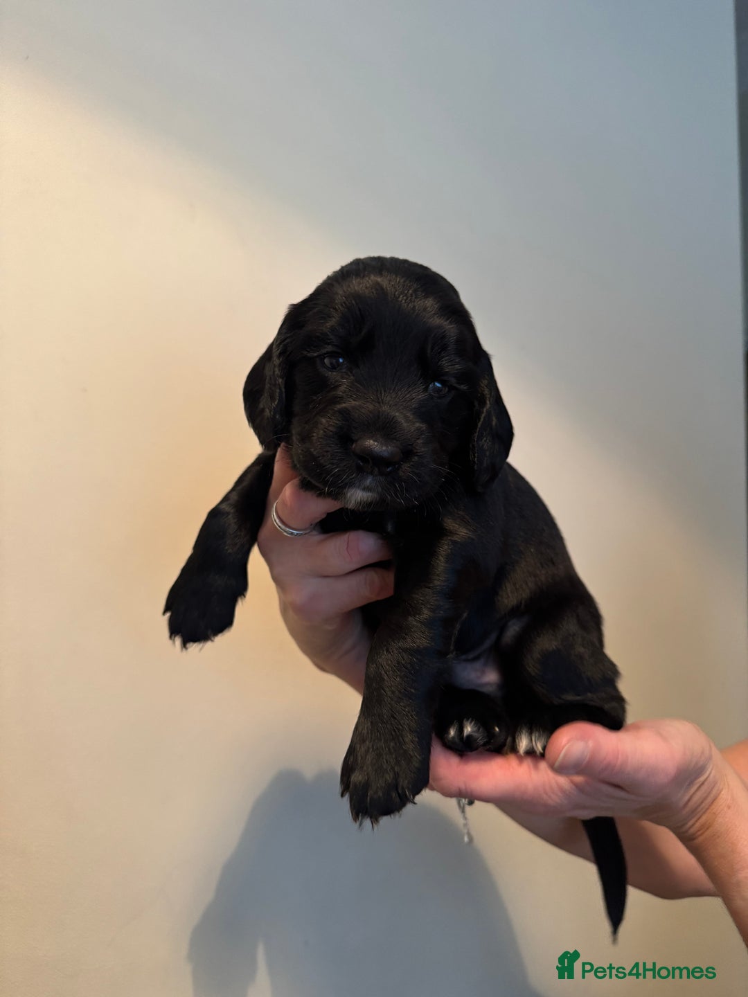 Cocker Spaniel dogs for sale: Cocker Spaniel puppies - Image 4