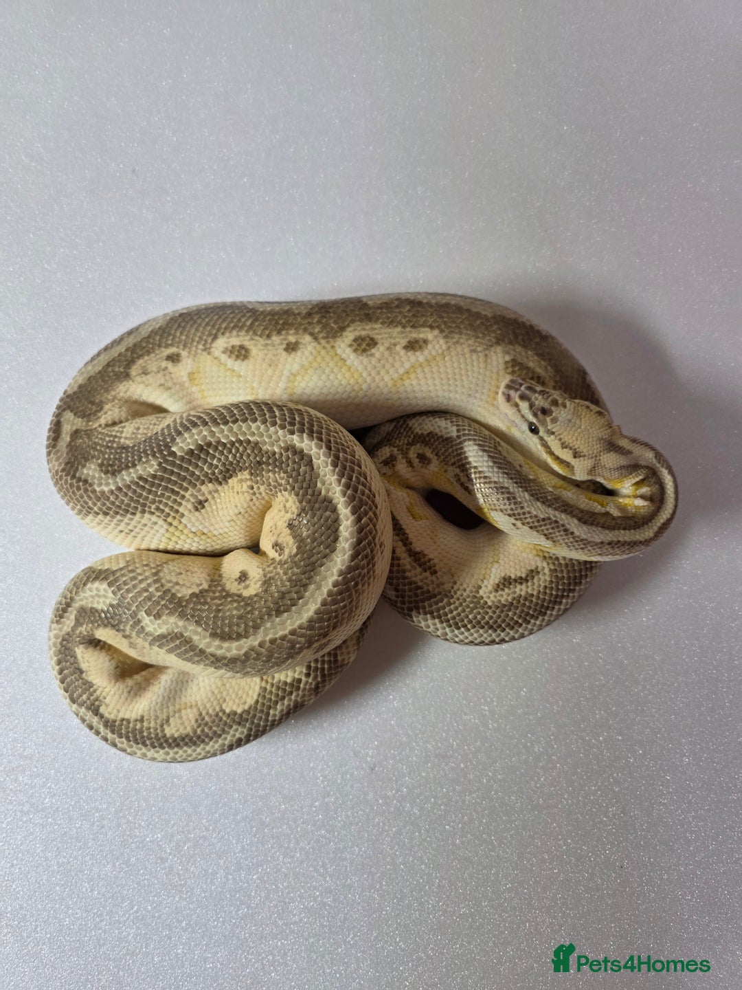 Snake reptiles for sale: Ball pythons  - Advert 4