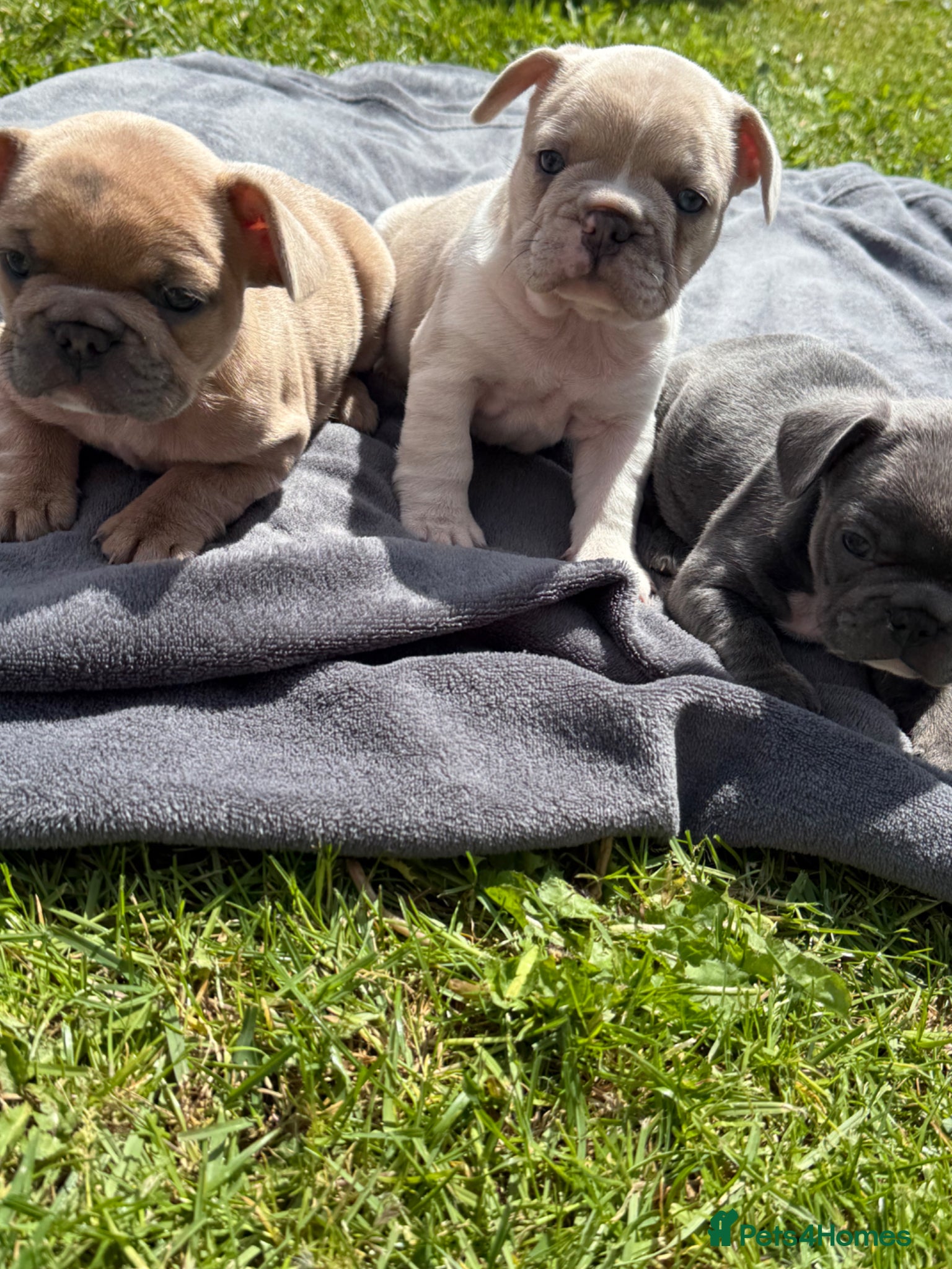 French Bulldog dogs French Bulldog Puppies 3 Female  - Advert 4
