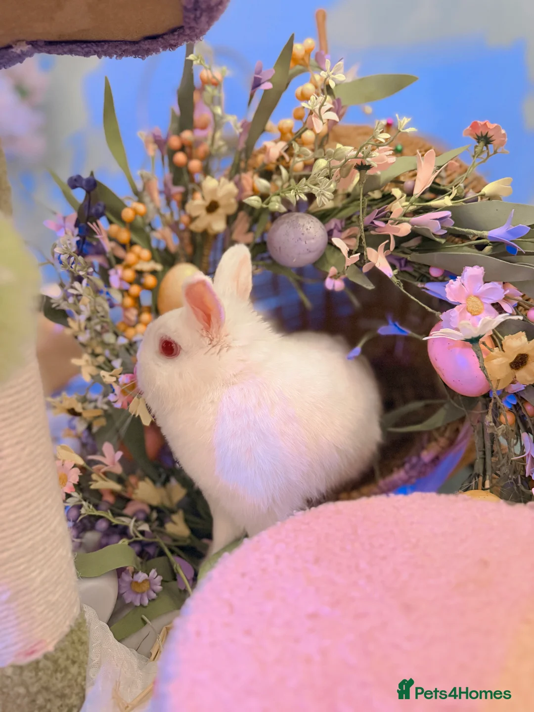 Netherland Dwarf rabbits for sale: Urgent rehoming. Young Netherland dwarf+ mini lop - Advert 2