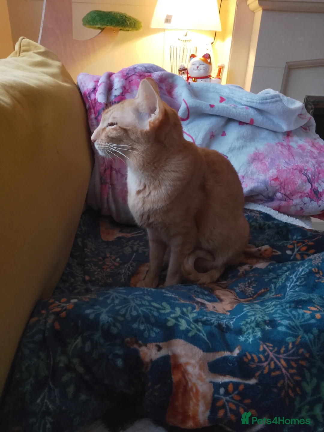 Oriental cats for sale: Little full fire oriental female  - Advert 1