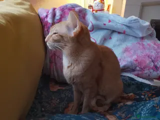 Oriental cats Little full fire oriental female - Advert 3