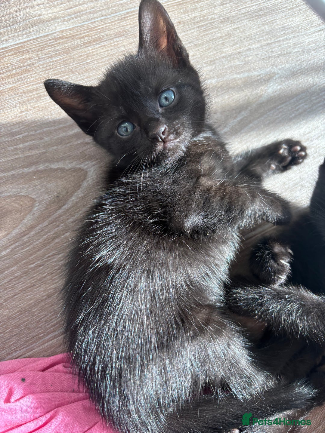 American Shorthair cats for sale: Kittens for sale boys and girls. - Image 5