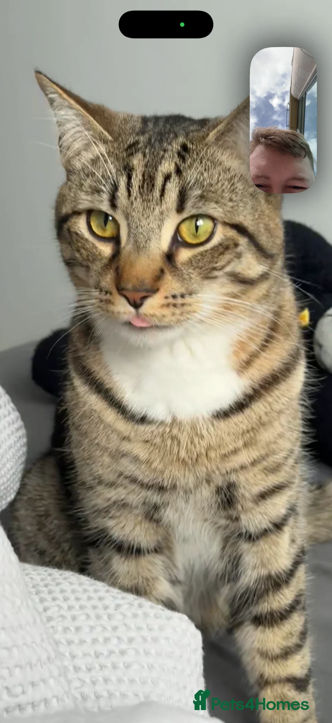 Domestic Shorthair cats for sale: Milo  - Advert 2