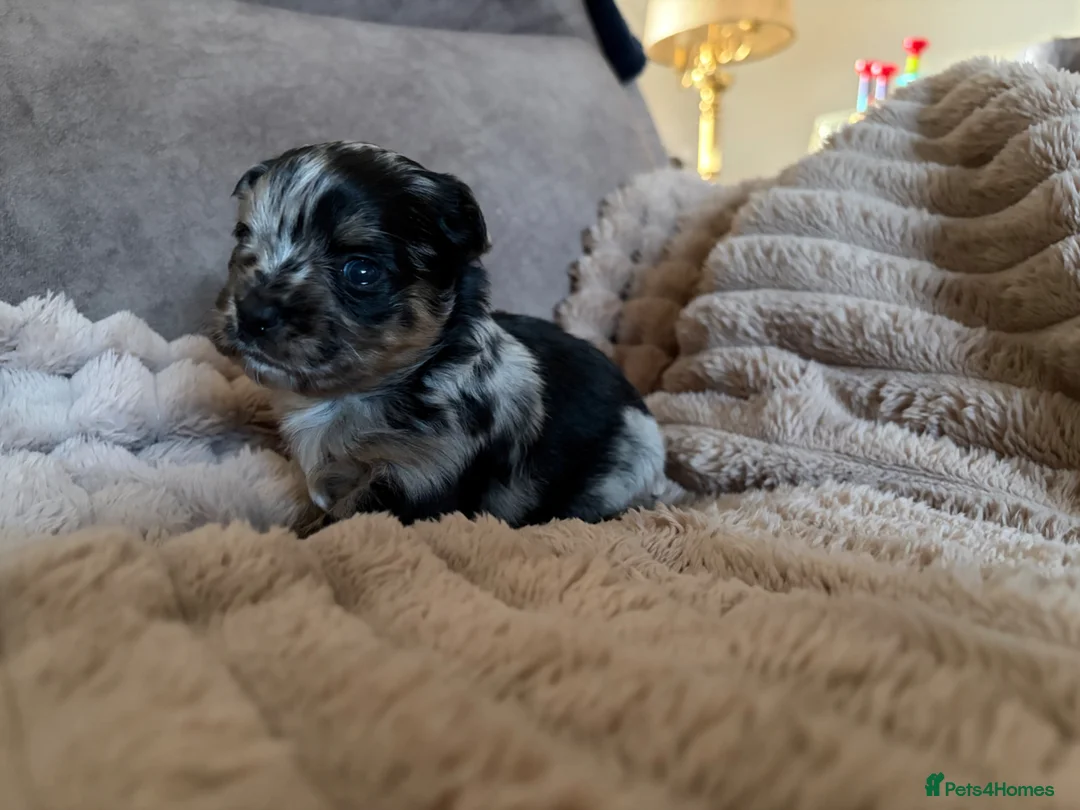 Chihuahua dogs for sale: Stunning chihuahua pups for sale  - Advert 18