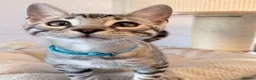 Bengal cats for sale: Exceptional Bengal Kittens Ready Now  - Advert 3