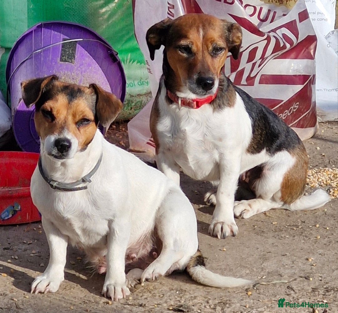 Jack Russell dogs for sale: Pick of the litter. Jack Russell girl - Advert 13